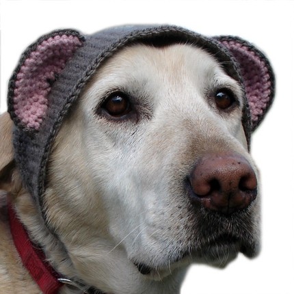 Pet Bear hat Pet Bear hat